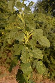Image result for Microcharis annua