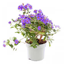 Image result for Lycianthes rantonnetii