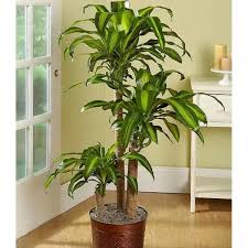 The corn plant is often grown as a houseplant that gets its name from its close resemblance to a cornstalk. Pure Beauty Farms 1 9 Gal Dracaena Mass Cane Stalk Plant In 9 25 In Grower S Pot Dc10dracmas The Home Depot In 2021 Corn Plant Care Corn Plant Floor Plants