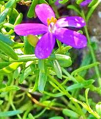 Image result for Chironia