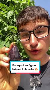 Si les figues ne sont pas mûres, elles peuvent digerer votre bouche  😮🔥#tiktokacademie #pourtoi #foryou #figues #figuier #tips #été #fruits  #aprentissage #connaissance #savoir #lesaviezvous ...