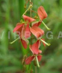 Image result for Indigofera dendroides