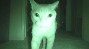 Dec 09, 2020 · not surprisingly, cats can indeed see well at night. What Cats Do At Night Youtube