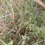 Image result for Pollichia