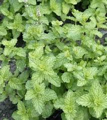 Maybe you would like to learn more about one of these? Conseils D Entretien Et De Plantation De La Menthe Truffaut