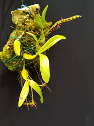 Image result for Bulbophyllum sandersonii