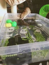 Rats are extremely smart and love being stimulated. Pin On Any Animal