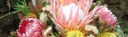 Proteas has 42 repositories available. Aloha From Malolo Farm Welcome To Proteas Of Maui