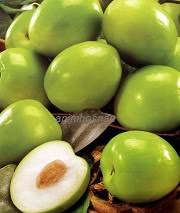 10 balasan ke bidara dari khasiat gangguan jin hingga herbal. Buah Bidara Kering