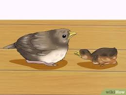 How To Make Emergency Baby Bird Food 11 Steps With Pictures