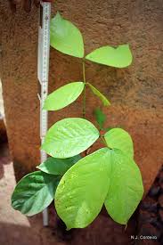 Image result for Isoberlinia