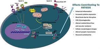Frontiers Fatigue Sleep And Autoimmune And Related Disorders Immunology
