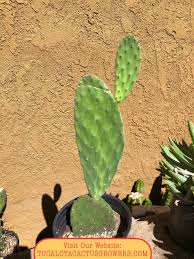 Generally, cacti have a shallow root system that tends to spread out widely but less deep. Opuntia Nopal Verde Semi Spineless Cactus 16tall 4wide Etsy Plants Desert Plants Cactus