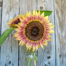Maybe you would like to learn more about one of these? Italian White Sunflower