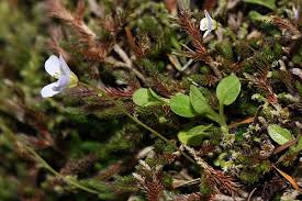 Image result for Cardamine maxima