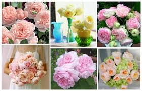 Peony produce gigantic fragrant flowers in increasing numbers year after year. Cheaper Peony Replacement Flowers For Your Wedding And Garden Too Flowers Cabbage Flowers Flowers For You