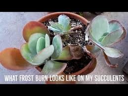 Paddle plant (kalanchoe luciae) (hamet): What Cold Frost Damage Looks Like On My Kalanchoe Flapjack Paddle Plant Succulents How I Fixed It Youtube