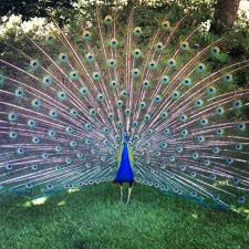 Bird With Big Feathers On Tail Pin On For My God