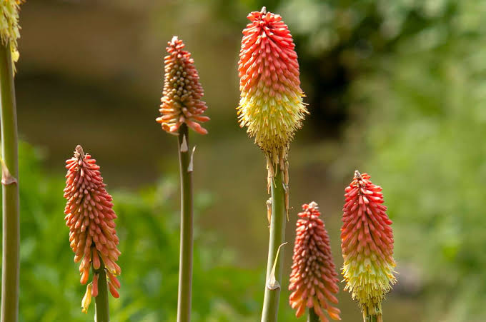 How to Grow and Care for Red Hot Poker Plants