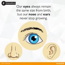 Our Eyes Remain The Same In Size Throughout Our Life But Our Ears And Nose Keeps Growing Human Eyes Grow Rapidly In The Womb Always Learning After Birth Nose