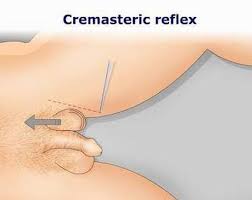 Image result for Cremasteric Reflex