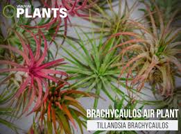 Image result for Brachychloa