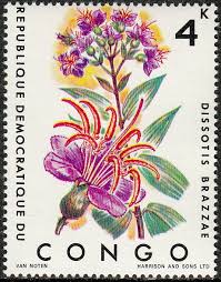 Image result for Dissotis gilgiana