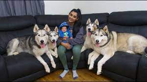 Our 4 Siberian Huskies Meeting Their Newborn Baby Brother Kaleb For The First Time Youtube