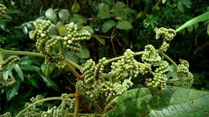 Image result for Cordia sp.A.