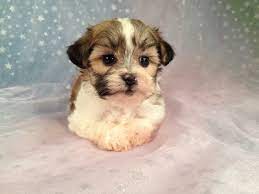 Find zuchon dogs and puppies from iowa breeders. Four Shih Tzu Bichon Puppies For Sale Sable And White Iowa Breeder