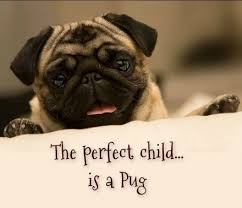 Funny Pug Dog Meme Pun Lol In 2020 Pugs Pugs Funny Cute Pugs