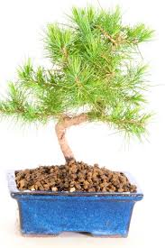 Bonsai tree nursery sells japanese bonsai trees for beginner and indoor bonsai growing. A Young Aleppo Mediterranean Pine Bonsai With Brilliant Trunk Shape