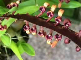 Image result for Bulbophyllum falcatum