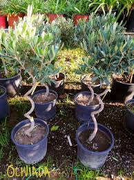 Sun, shade, wet, dry, salt and wind conditions. What To Look For When Buying An Olive Tree A Useful Guide With Photos
