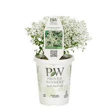 Maybe you would like to learn more about one of these? Get Proven Winners Diamond Snow Euphorbia In Mi At English Gardens Nurseries Serving Clinton Township Dearborn Heights Eastpointe Royal Oak West Bloomfield And The Plymouth Ann Arbor Michigan Areas