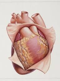 Image result for Pericardium