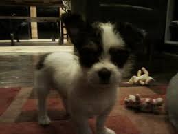 Black And White Maltese Chihuahua Mix This Maltese Chihuahua Mix Puppy Is Amazing She Is Almost 12 Weeks And We Have Had Her Since She Was 6 Weeks Chihuahua Mix Chihuahua Mix Puppies Chihuahua