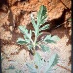 Image result for Ipomoea coptica