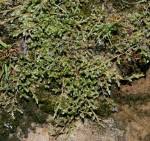 Image result for Selaginella dregei