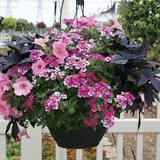 Https Www Jacksonandperkins Com Images Xxl 87816 Pk 3 Jpg Container Flowers Hanging Plants Container Gardening