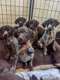 German Shorthaired Pointer Puppy For Sale In Moreno Valley Ca Adn 62333 On Puppyfinder Com Gender Gsp Puppies Pointer Puppies German Shorthaired Pointer Dog