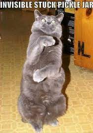 Funny Cat Memes Lol Funny Cat Pictures Cat Memes Funny Cat Memes