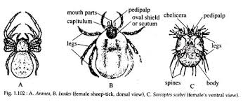 Arthropod Diagram Catalogue Of Schemas