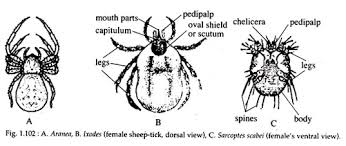 Phylum Arthropoda Features And Classification With Diagram