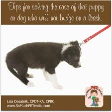 Also you can use a clicker to teach this necessary skill. If Your Dog Will Not Budge On A Walk So Much Petential