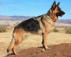 A german shepherd dam will normally whelp (give birth to) between six and eight puppies. German Shepherd Dog Puppy Dog For Sale In Dewey Arizona