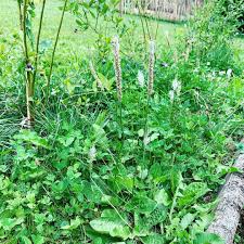 Der Ungeliebte Breitwegerich Macht Sich Bei Mir Im Garten Immer Breiter Da Ich Absolut Gegen Chemie Bin Mochte Ich Den Brei Gartenarbeit Garten Blumen Wiese