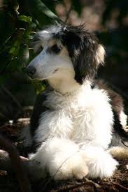 Black And White Hound Dog Black Ans White Domino Afghan Hound Afghan Hound Puppy Hound Dog