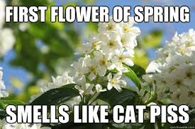 Maybe you would like to learn more about one of these? 28 Very Funny Flower Meme Images Of All The Time