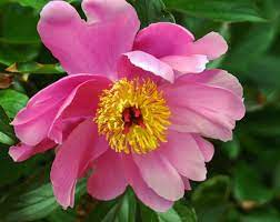 Light pink flowers with yellow center. Flowers Photography Art Prints